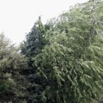 stormschade